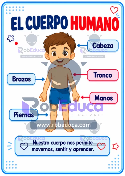 Poster educativo del cuerpo humano